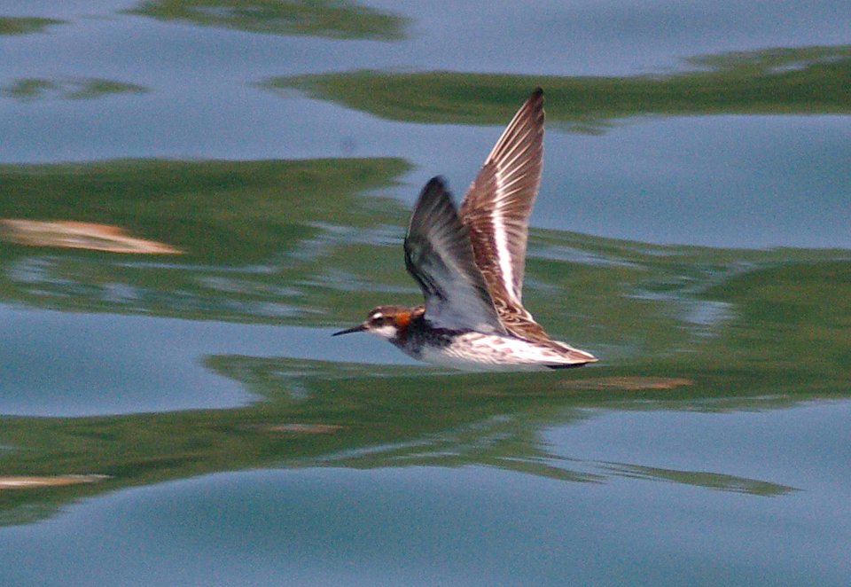 PHALAROPE, RED-NECKED (5-9-09) san simeon -09