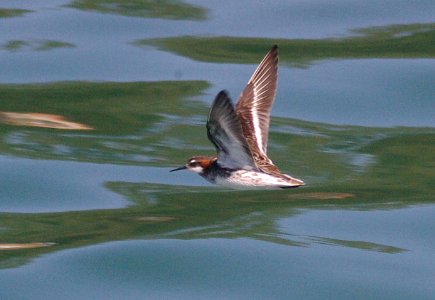PHALAROPE, RED-NECKED (5-9-09) san simeon -09