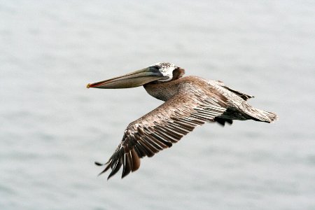 PELICAN, BROWN (7-18-08) -1