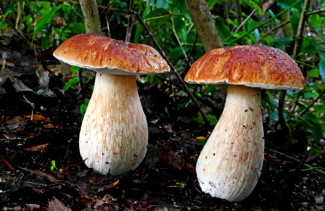 King Bolete.