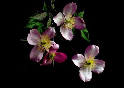 Clematis montana var. rubens 'Pink Perfection'