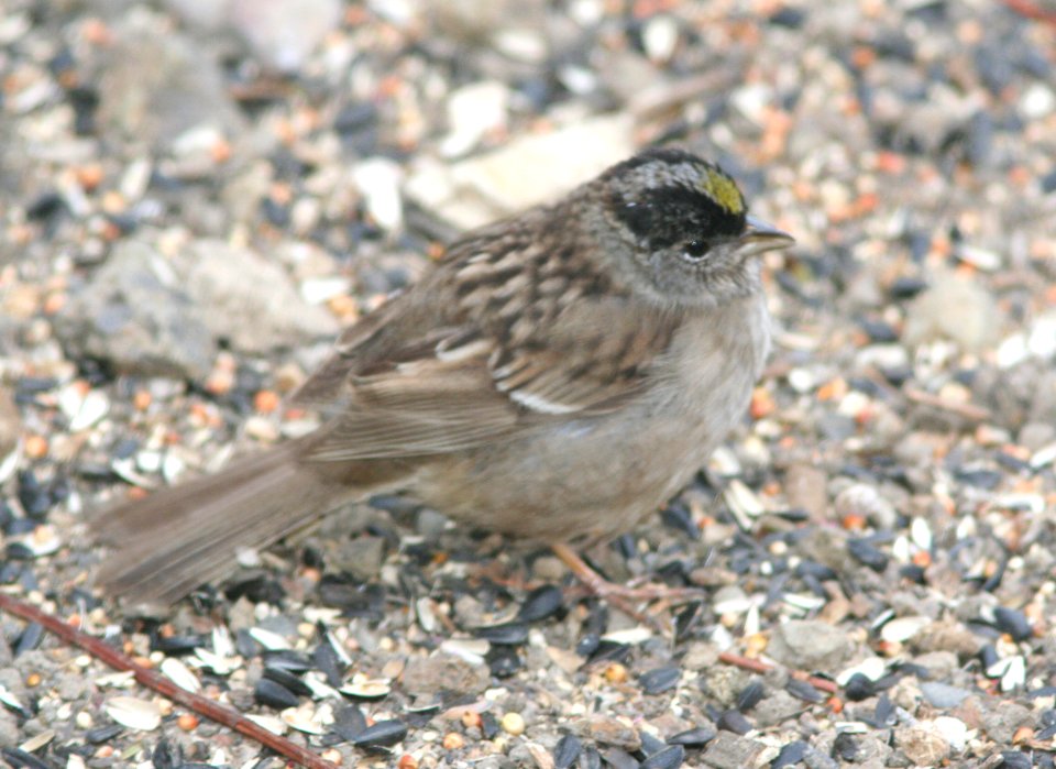 SPARROW, GOLDEN-CROWNED (5-25-08) canet road, slo co, ca