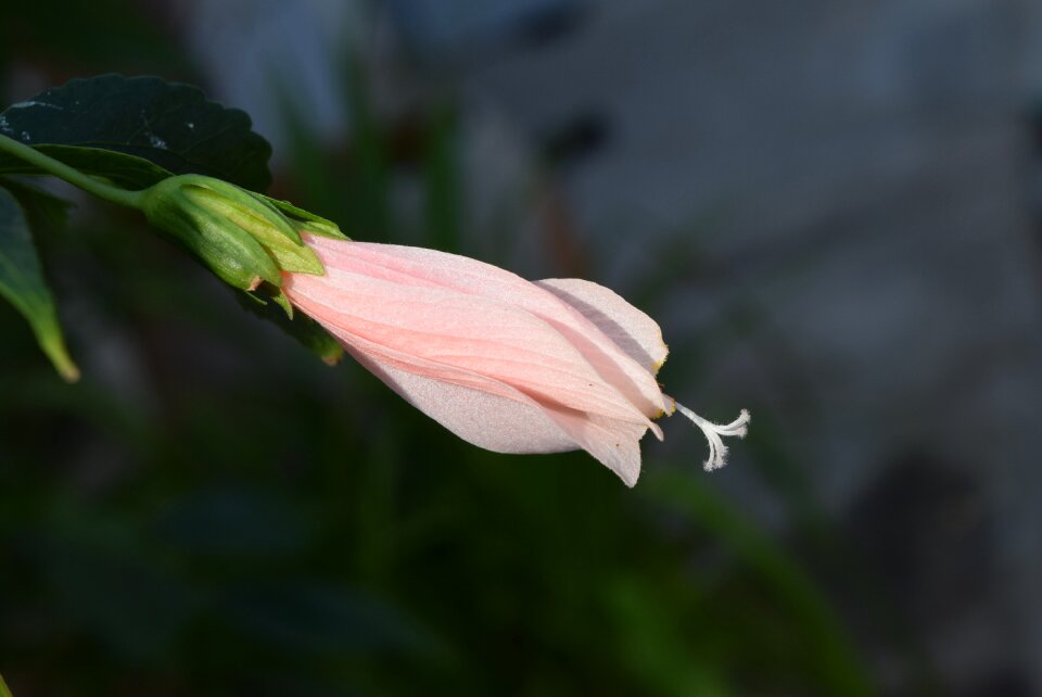 Wax mallow flower malvaviscus arboreus