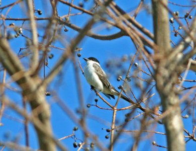 FLYCATCHER, FORK-TAILED (2-23-08) ironton,la -2