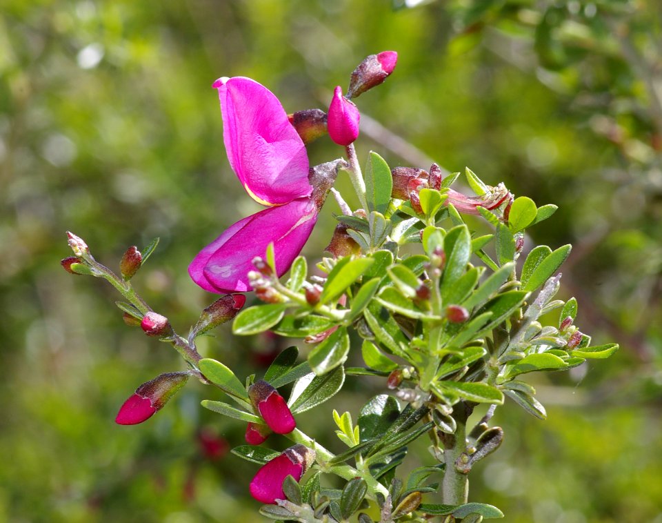 CHAPARRAL-PEA (pickerringla montana) (4-11-08) pozo rd -1