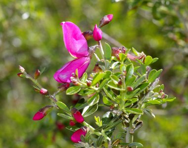 CHAPARRAL-PEA (pickerringla montana) (4-11-08) pozo rd -1