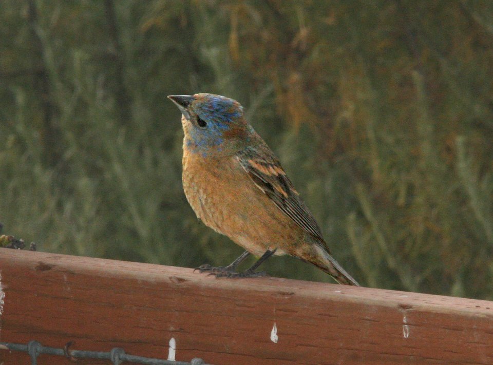 GROSBEAK, BLUE (5-25-09) juv male, canet rd -01