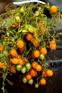 Festival de la Tomate