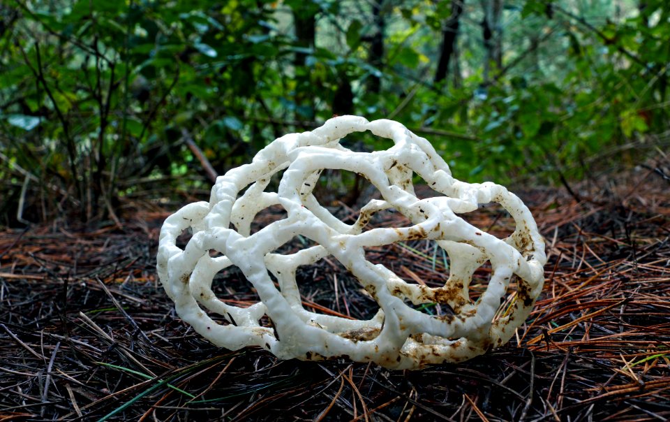 Basket Fungi.(Ileodictyon cibarium)