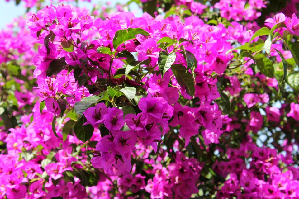 Flowers plant spring
