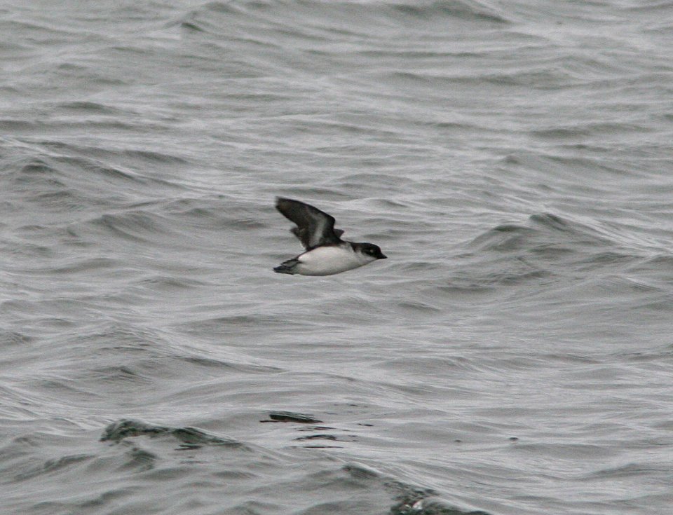 AUKLET, LEAST (8-29-08) gambell, ak -01