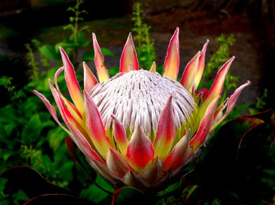 King Protea photo