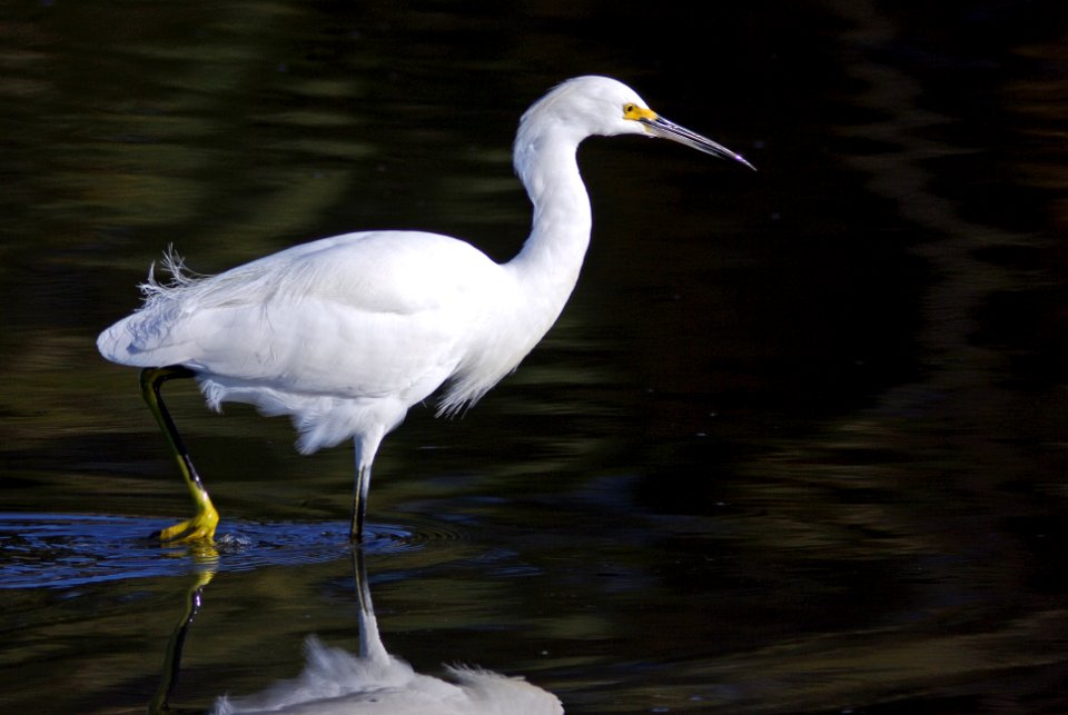 EGRET, SNOWY (1-31-08) -2