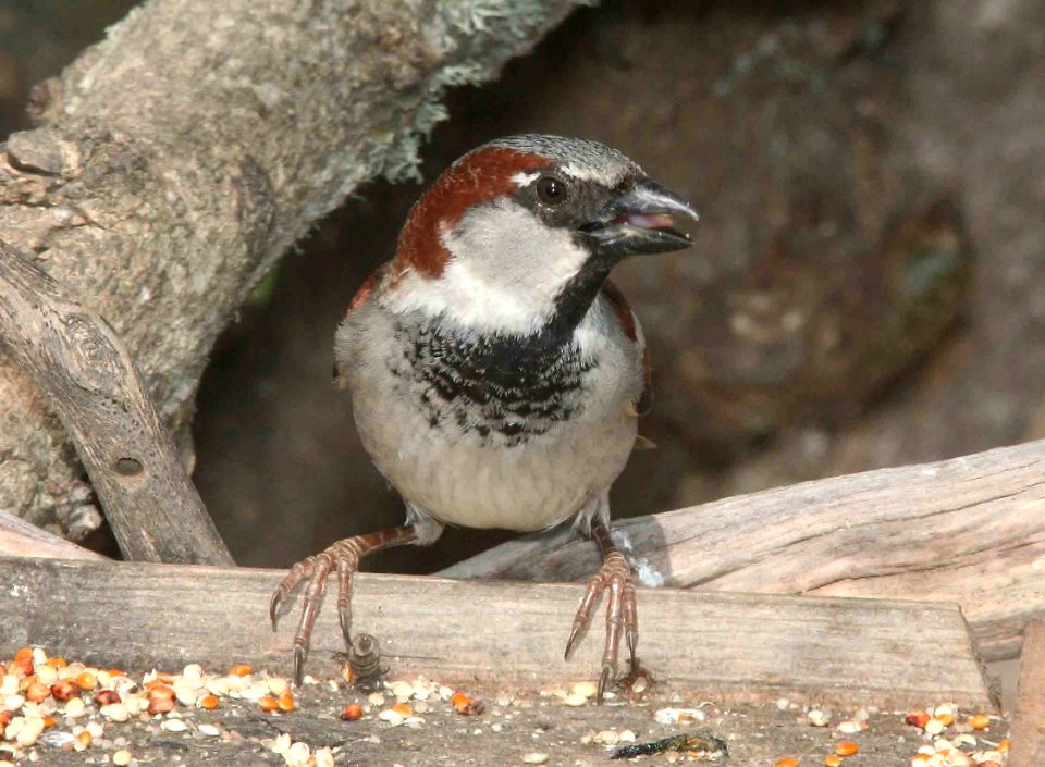 SPARROW, HOUSE (3-19-09) canet rd -04
