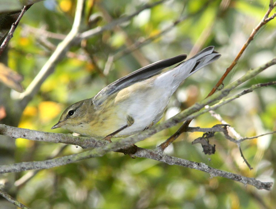WARBLER, BLACKPOLL (10-6-09) hy female?, morro creek down from Rte1 at S curve, slo co, ca -01