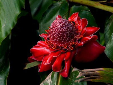 Red torch ginger plant. photo