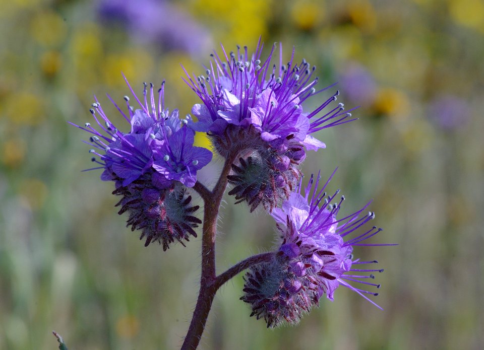 PHACELIA sp? (3-29-09) carrizo -02