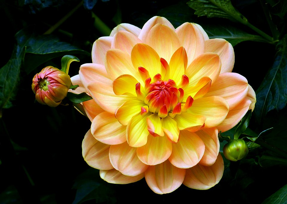Margaret Haggo.Dahlia.