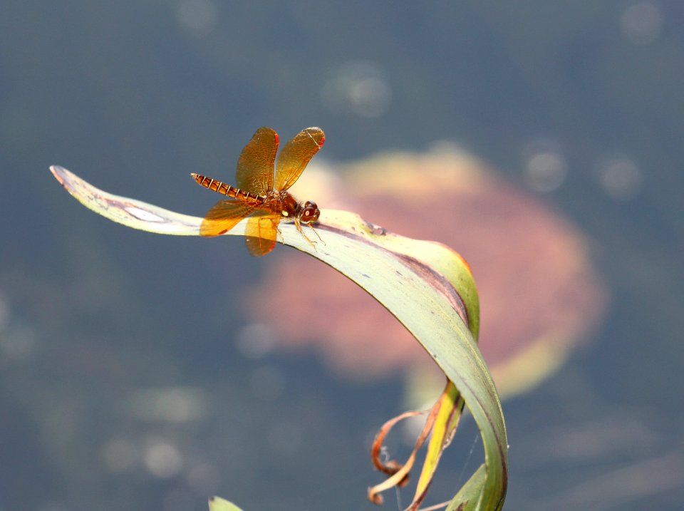AMBERWING, EASTERN (perithenis tenera) (8-13-09) sterling, ma -01