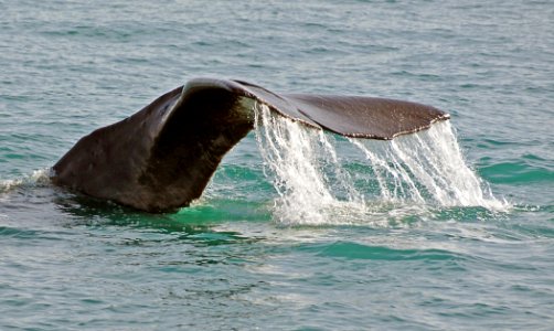 Sperm Whale. photo