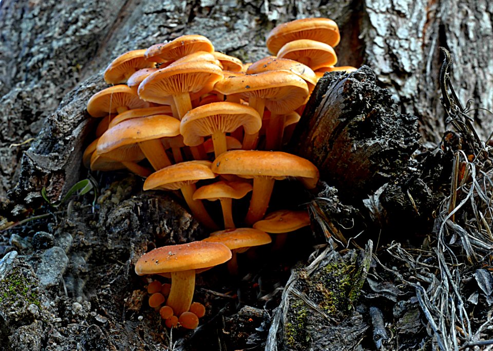 Sulphur tufts (hypholema fasciculare)