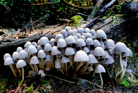 Coprinellus disseminatus.(Fairy Bonnets) photo