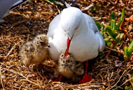 Red Billed Gull And Chicks