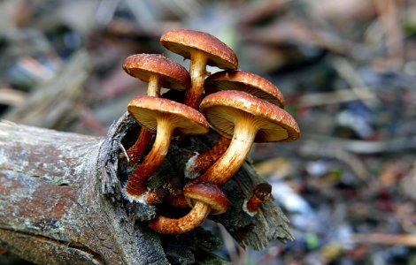 Sulphur tuft. (Hypholoma fasciculare)