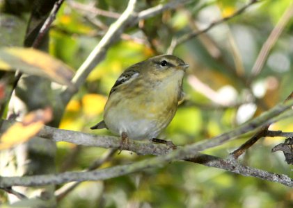 WARBLER, BLACKPOLL (10-6-09) hy female?, morro creek down from Rte1 at S curve, slo co, ca -02