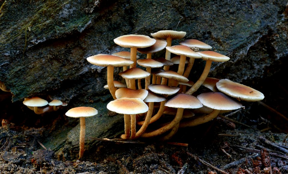 Hypholoma fasciculare.