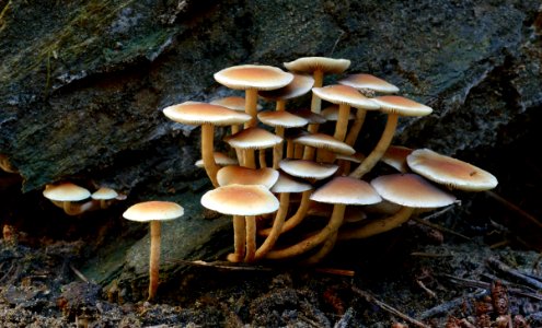 Hypholoma fasciculare. photo