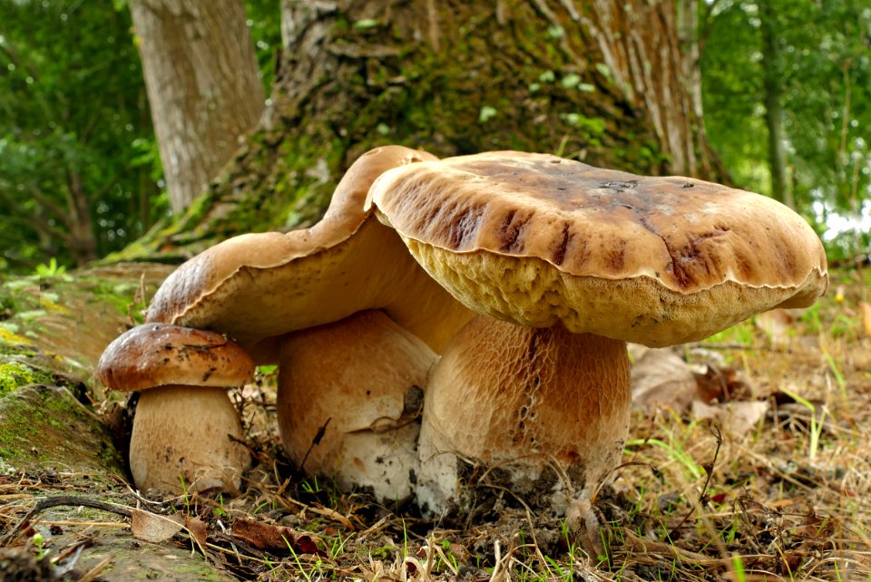 King Bolete (Boletus edulis)