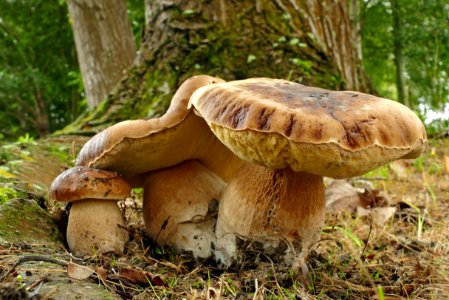 King Bolete (Boletus edulis) photo