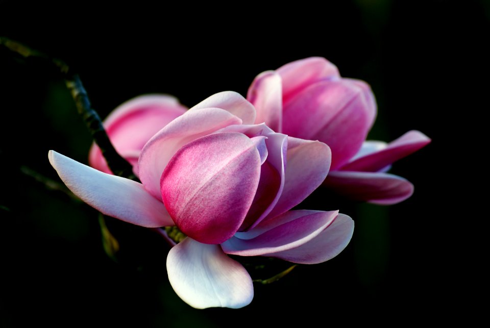 Magnolia. Campbellii.