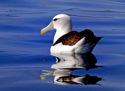 The white-capped albatross (Thalassarche cauta steadi) photo