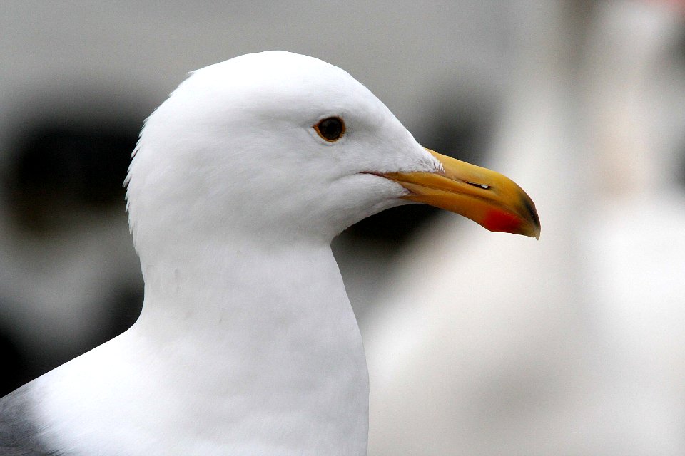GULL, WESTERN (1-8-08) -1