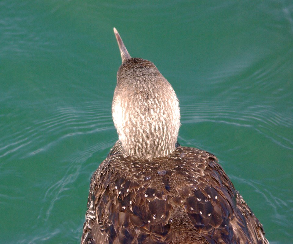 LOON, RED-THROATED (3-23-09) port san luis -12