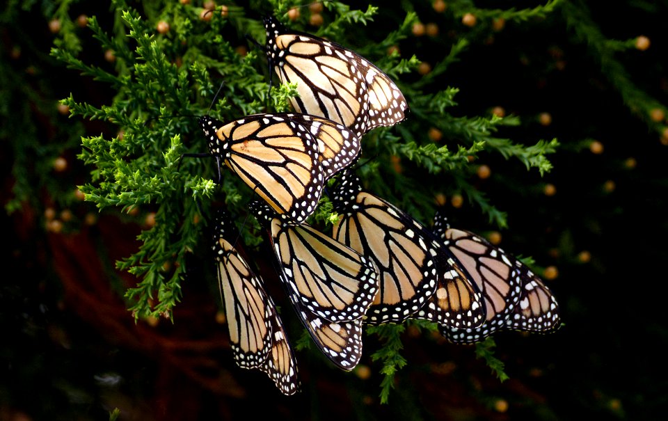 Monarch butterflies.