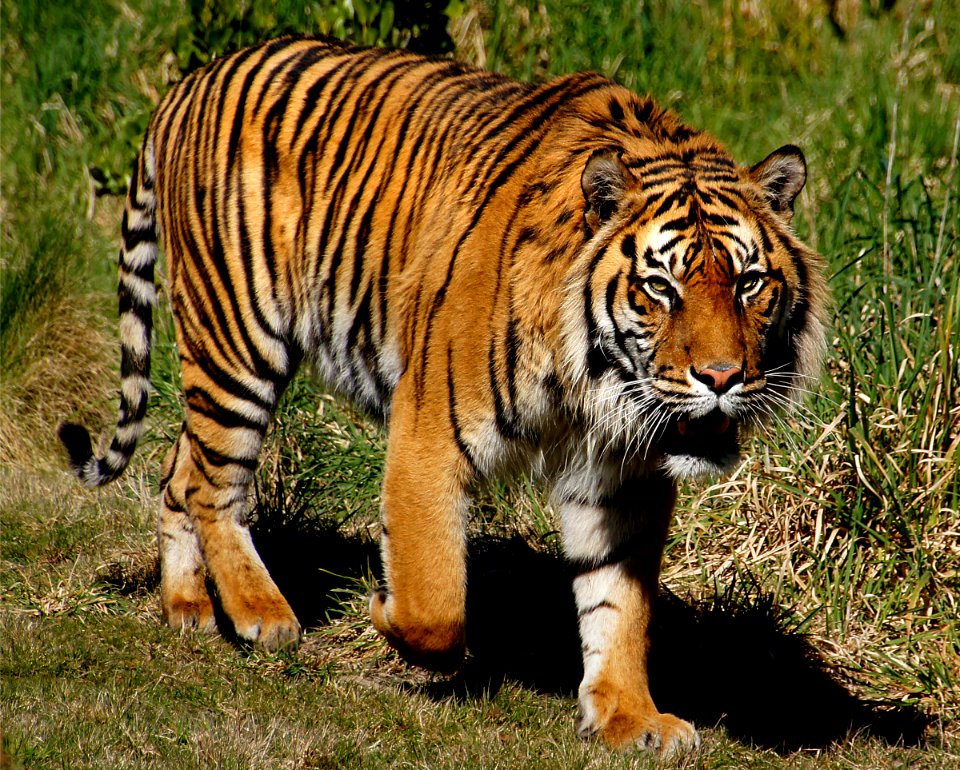 Sumatran Tiger. photo