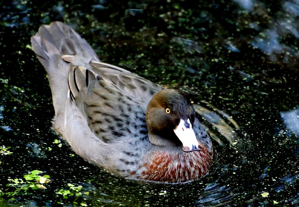 Blue duck/whio. NZ photo