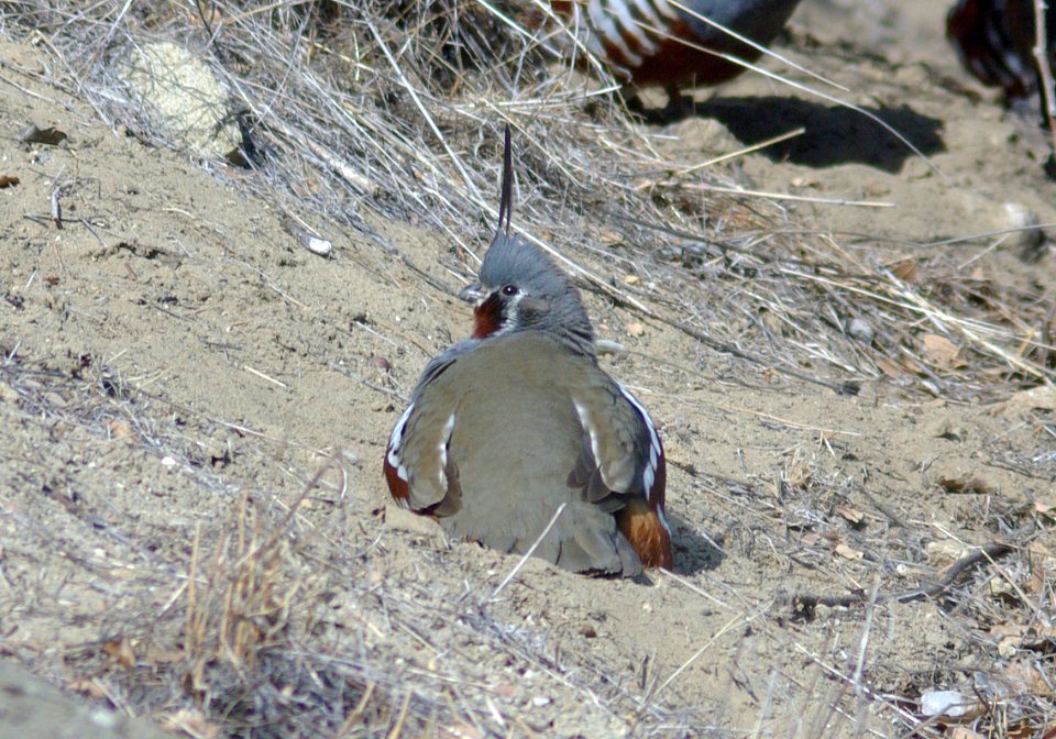 QUAIL, MOUNTAIN (11-23-07) carrizo -4
