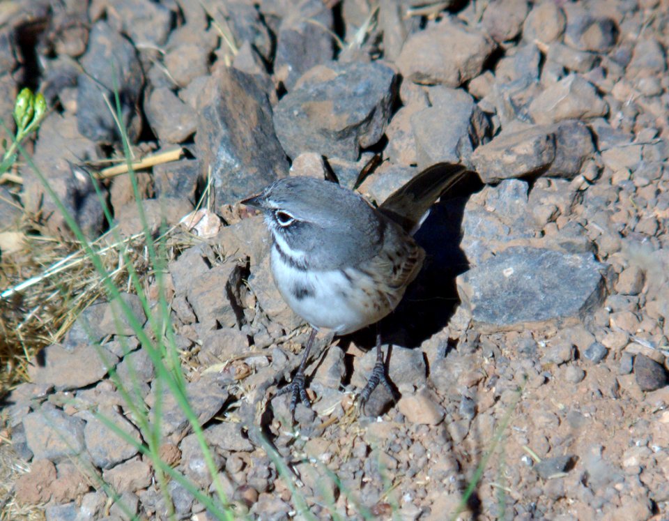 BELL'S SPARROW (canescens?) (10-7-07) Quail Springs, carrizo plain nat mon, slo co, ca -10