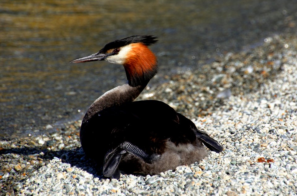 Australasian Crested Grebe photo