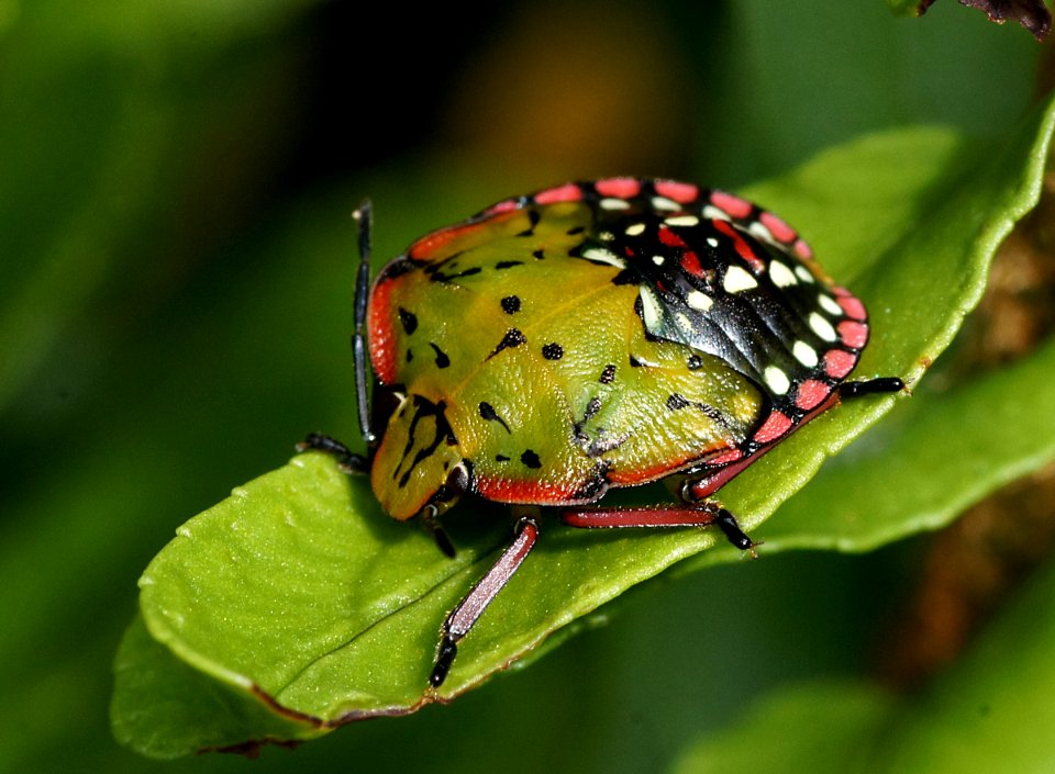 Green vegetable or Shield bug.
