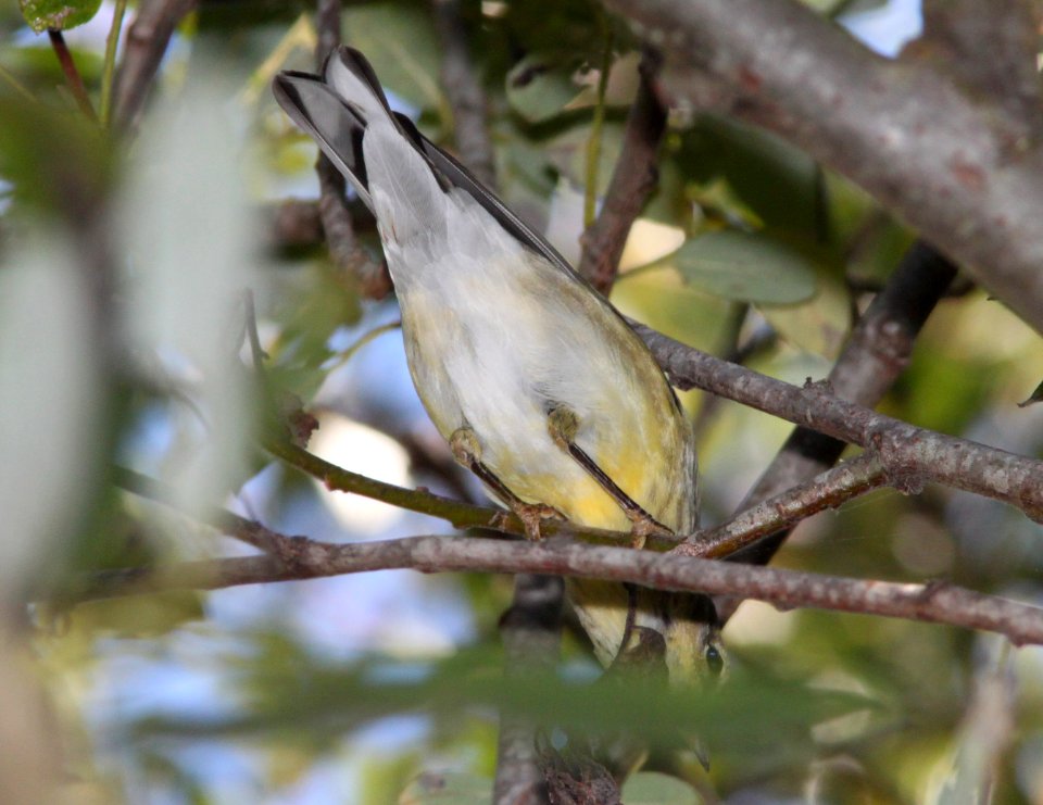 WARBLER, BLACKPOLL (10-6-09) hy female?, morro creek down from Rte1 at S curve, slo co, ca -03