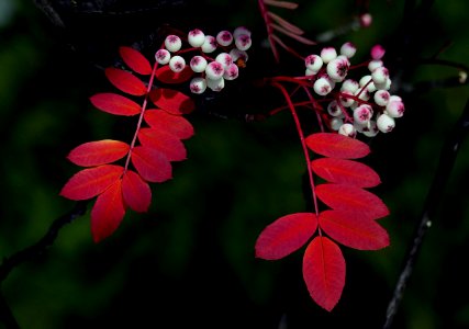Rowan berries. photo