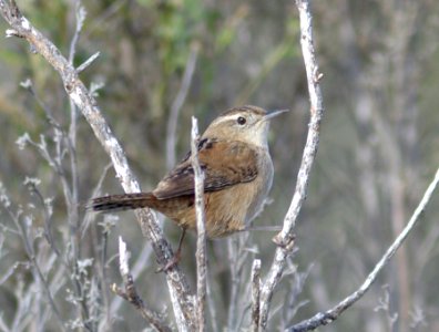 WREN, MARSH  (11-25-07) morro bay s p marina -1