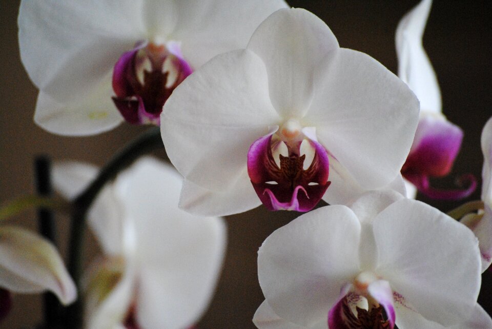 Nature tropical petal