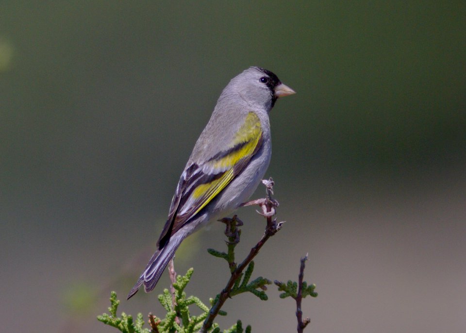 GOLDFINCH, LAWRENCE'S (4-19-08) chimineas ranch -01