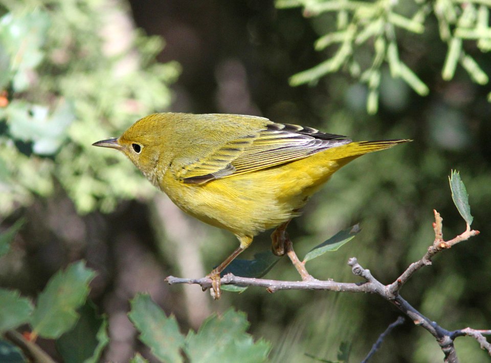 WARBLER, YELLOW (9-21-09) cottonwood springs, carrizo n m , slo co, ca -09